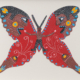 Mariposa 2, 2024. Acrylic gouache on paper, 6 x 9 inches.